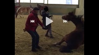 Strafbefehl gegen Pfister Hier im Video seht ihr was vorgefallen ist  Pferd tot in Leichlingen [upl. by Ehcram575]