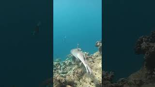 Beautiful white tip reef shark Angaga Island Resort and Spa Maldives gopro [upl. by Dami]