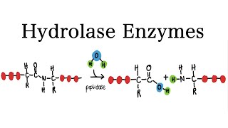 What are Hydrolase Enzymes  MCAT Biochemistry [upl. by Schouten]