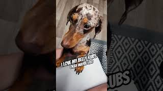 cute dog doxie postman bark adorable sweet sausagedog mustsee [upl. by Elocyn]