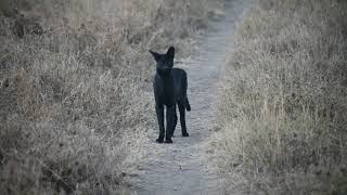 Rare black serval on film in the eastern Serengeti [upl. by Christianson]