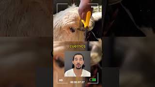 Cuerno de vaca 🐮🥳lasmascotasdeadri vacas animales historiareal [upl. by Launam]