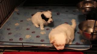 Coton de Tulear Puppies For Sale  Maya Mae 103024 [upl. by Nannahs]