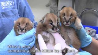 Caracal kittens at the Oregon Zoo [upl. by Sakovich]