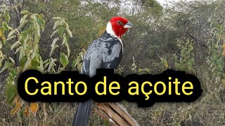 Galo de campina cantando de açoite [upl. by Ssur]