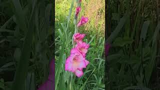 夏！ ①グラジオラス！ Gladiolus [upl. by Sayres]