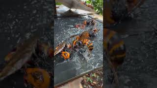 Buzzing sound of giant hornet gianthornet hornets invasivespecies northerngianthornet [upl. by Herahab831]