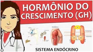 Sistema Endócrino 07  GH Hormônio do Crescimento Fisiologia  Vídeoaula [upl. by Philip]