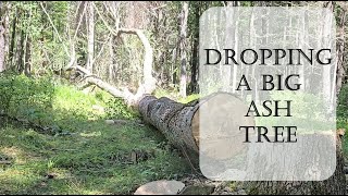 Episode 31 Dropping a Large Ash Tree [upl. by Broeker]