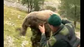 Chasse aux chamois hhalpes hunting alpine chamois [upl. by Wilburn]