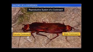 CBSE Class 11 Biology  Anatomy of a Cockroach  By Shiksha House [upl. by Pickard]