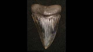 Killer 334 inch Great White Shark  Carcharodon Carcharias tooth Largest GWS tooth ever [upl. by Fredel]