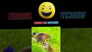 ALPINE MARMOTS shorts youtubeshorts animals wildnature [upl. by Ittak]