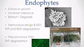 Endophyteassisted Phytoremediation of trinitrotoluene in tall fescue grass with PTA1 [upl. by Veats]