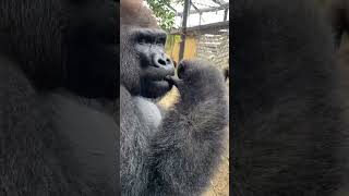 Unbelievable Gorilla Intelligence in Action 🦍 Primate Nature [upl. by Adnirol]