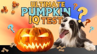 Can Your Dog Pass the Ultimate Pumpkin IQ Test [upl. by Sacci]