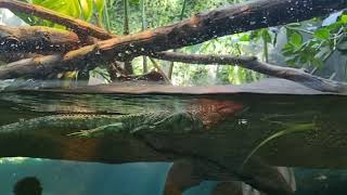 A swiming Caiman lizard [upl. by Remled]