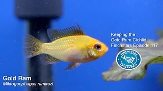 Keeping the Gold Ram Cichlid Fincasters Episode 117 [upl. by Neom]