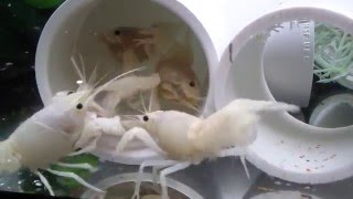 White Procambarus Clarkii FEEDING FRENZY [upl. by Enyt]