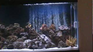 Part 1 My 55 Gallon Marine Salt Water Aquarium Coral Reef Fish Tank LED Lights Saltwater [upl. by Dynah]