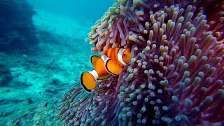 CLOWNFISH and Anemone [upl. by Nnaecyoj]