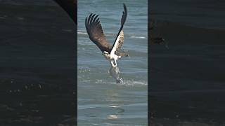 Amazing footage Osprey grabs flounder right off the top of the water [upl. by Yruj]