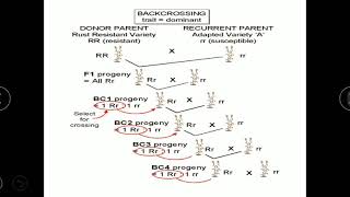 Backcross Method  Difference between Transfer of recessive gene and dominant gene  understanding [upl. by Araeic]