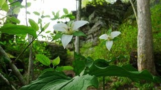 Giant City State Park Trillium Trail [upl. by Hunter]