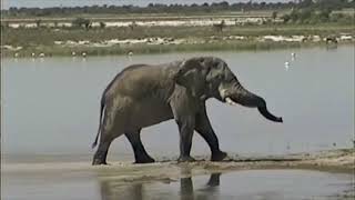 Elephants in Etosha [upl. by Stoddart]