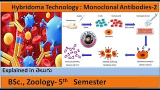 Hybridoma Technology  Monoclonal Antibodies2  BSc Zoology  HSR Bioinfo [upl. by Anoif]