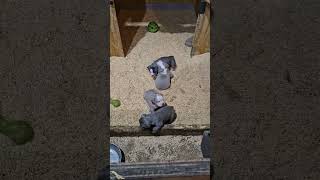 3weekold Olde English Bulldogge puppies learning to play [upl. by Champ]