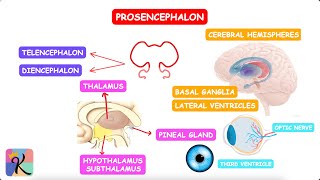 Embryology of the Brain [upl. by Lila649]