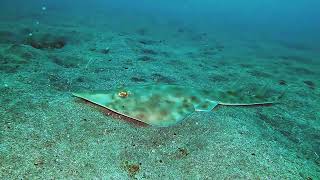 【映像記録】サカタザメとひたすら泳ぐ Swim with the graceful Brown guitarfish [upl. by Stinson758]