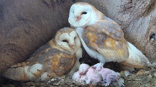 Barn Owl Dad so Devoted as Chicks Hatch  Gylfie amp Finn  Robert E Fuller [upl. by Abner]