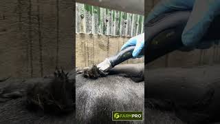 FarmPro Cordless Cattle Clipper 3 [upl. by Danica]