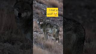 The day I met a himalayan wolf alone in high mountains himalayas 🐺 [upl. by Leopoldeen]