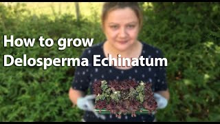 How to grow Delosperma Echinatum [upl. by Ebsen]