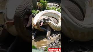 Anaconda python Vs Elephant animals wildwildlife swimming [upl. by Llenreb]