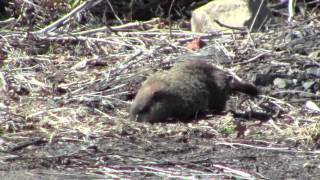 Groundhog Marmota monax [upl. by Healion]