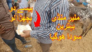 Soda Hogaya  Malir Cattle Mandi Karachi Price Update Part 2 [upl. by Audie972]