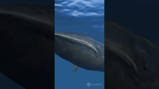 Datos increíbles de ballenas en 1 minuto [upl. by Ahsenev902]