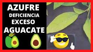 DEFICIENCIA Y EXCESO De AZUFRE En Las Plantas De AGUACATE 🥑 [upl. by Thorsten]