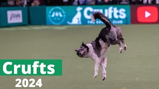 CRUFTS 2024 Heelwork to Music International Freestyle Alena Smolíková amp Foxy [upl. by Cantone894]