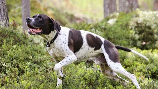 The Evolution of the Pointer Dog Breed in Europe [upl. by Emelina]