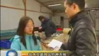 News on Polychaete worm farmWMV [upl. by Kirad644]