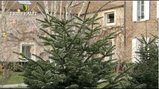 Comment choisir son sapin de noël   Truffaut [upl. by Gaiser]