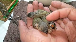 Hand Feeding Green Back Gouldian Finch and Star Finch Baby 20230122 [upl. by Yreved]