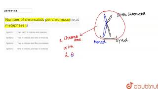 Number of chromatids per chromosome at metaphase is [upl. by Emelia]