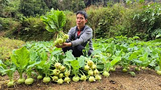 Harvesting Kohlrabi At The Farm Goes to market sell  Gardening  Solo Survival [upl. by Berthold]