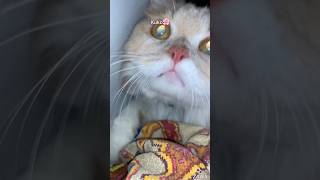 Kuko play time catlover catshorts catlovers catvideos catholic catvideo catsoftiktok [upl. by Sully]